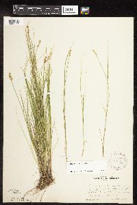 Carex interior image