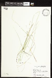 Carex interior image