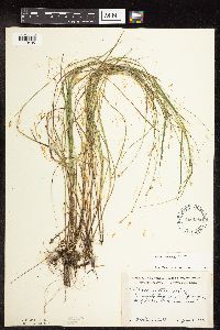 Carex interior image
