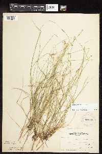Carex interior image