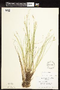 Carex interior image
