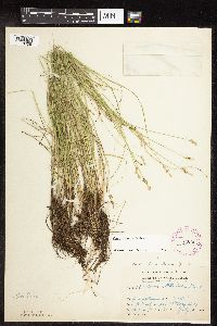 Carex interior image