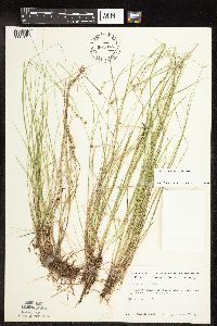 Carex interior image