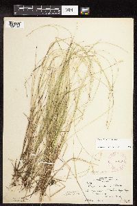 Carex interior image
