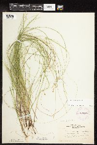 Carex interior image