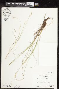 Carex interior image
