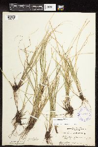 Carex interior image