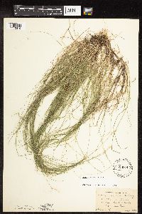 Carex interior image