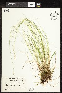 Carex interior image