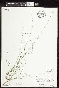 Carex interior image