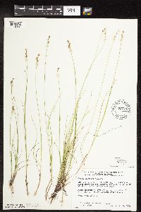 Carex interior image