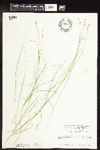 Carex interior image