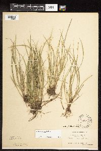 Carex interior image