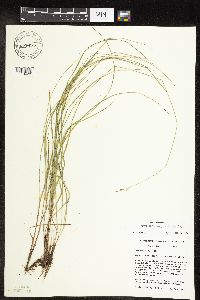 Carex interior image