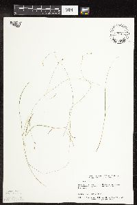 Carex interior image