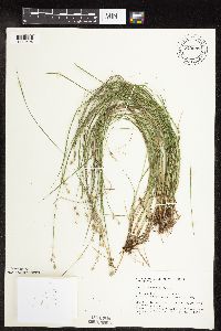 Carex interior image