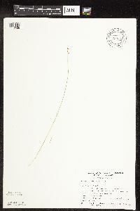 Carex interior image