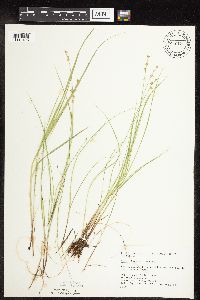Carex interior image