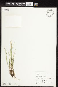 Carex interior image
