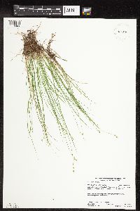 Carex interior image