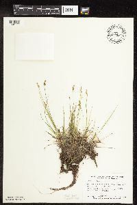 Carex interior image