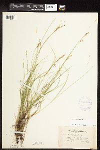 Carex interior image