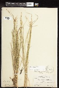 Carex interior image