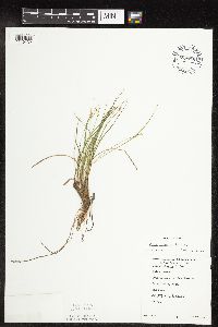 Carex interior image