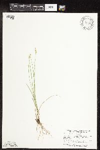 Carex interior image