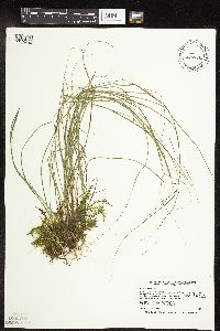 Carex interior image