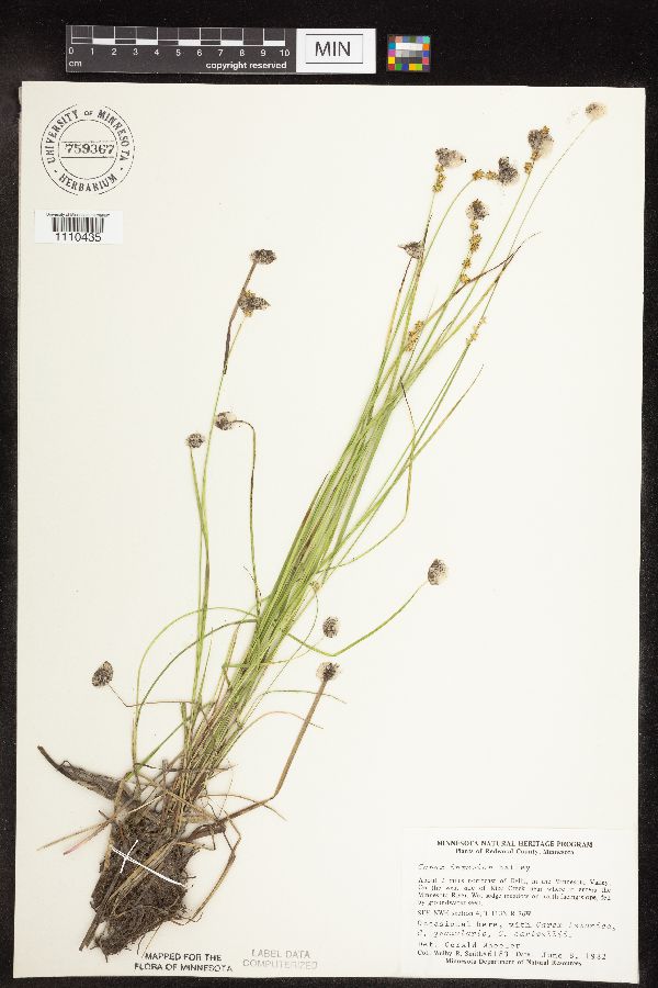 Carex interior image