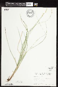 Thumbnail image of current specimen