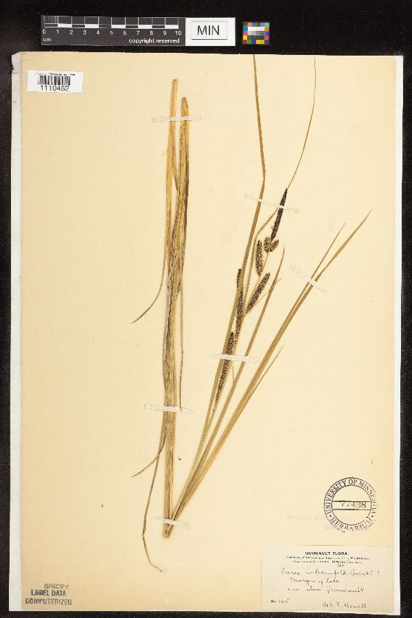 Carex interrupta image