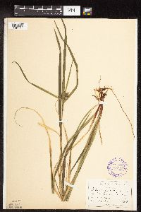 Carex intumescens image
