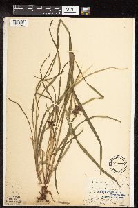 Carex intumescens image