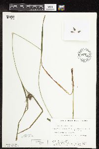 Carex intumescens image
