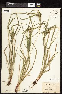 Carex intumescens image