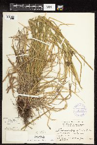 Carex intumescens image