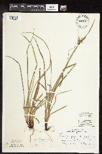 Carex intumescens image