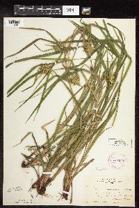 Carex intumescens image