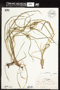 Carex intumescens image