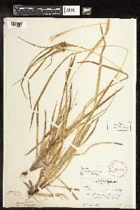 Carex intumescens image
