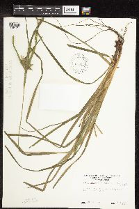 Carex intumescens image