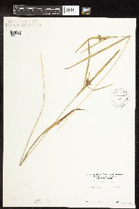 Carex intumescens image