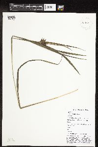 Carex intumescens image