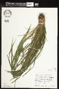 Carex intumescens image