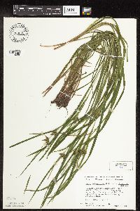 Carex intumescens image