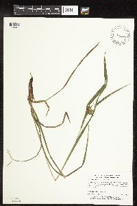 Carex intumescens image