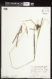 Carex intumescens image