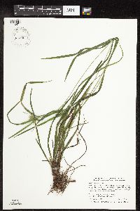 Carex intumescens image